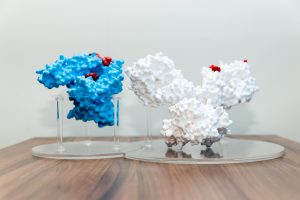 親蛋白尿毒素「硫酸吲哚酚」的累積，不僅加速腎功能惡化，更是心血管疾病的重要警訊，監測其濃度有助於評估整體共病風險。（資料來源：偉喬生醫）